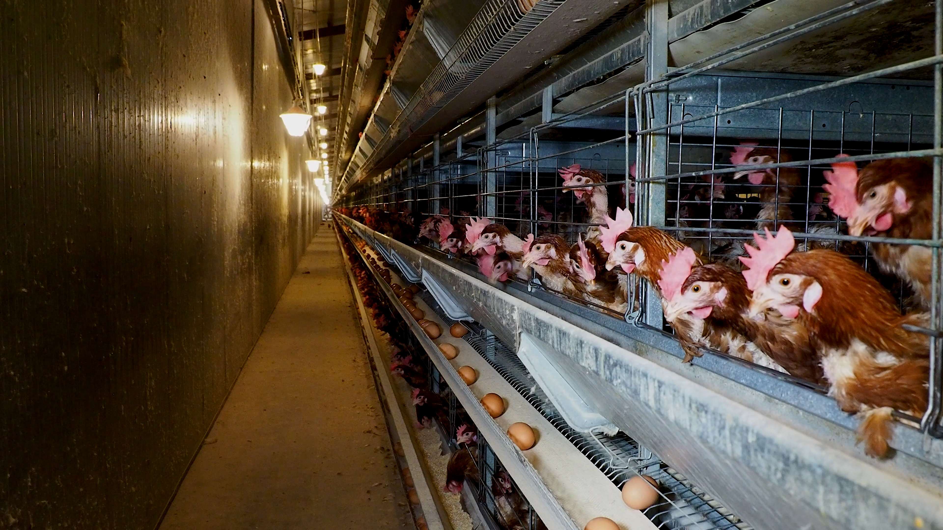 Investigación documenta las condiciones de gallinas enjauladas de una de las principales cadenas de supermercados del país