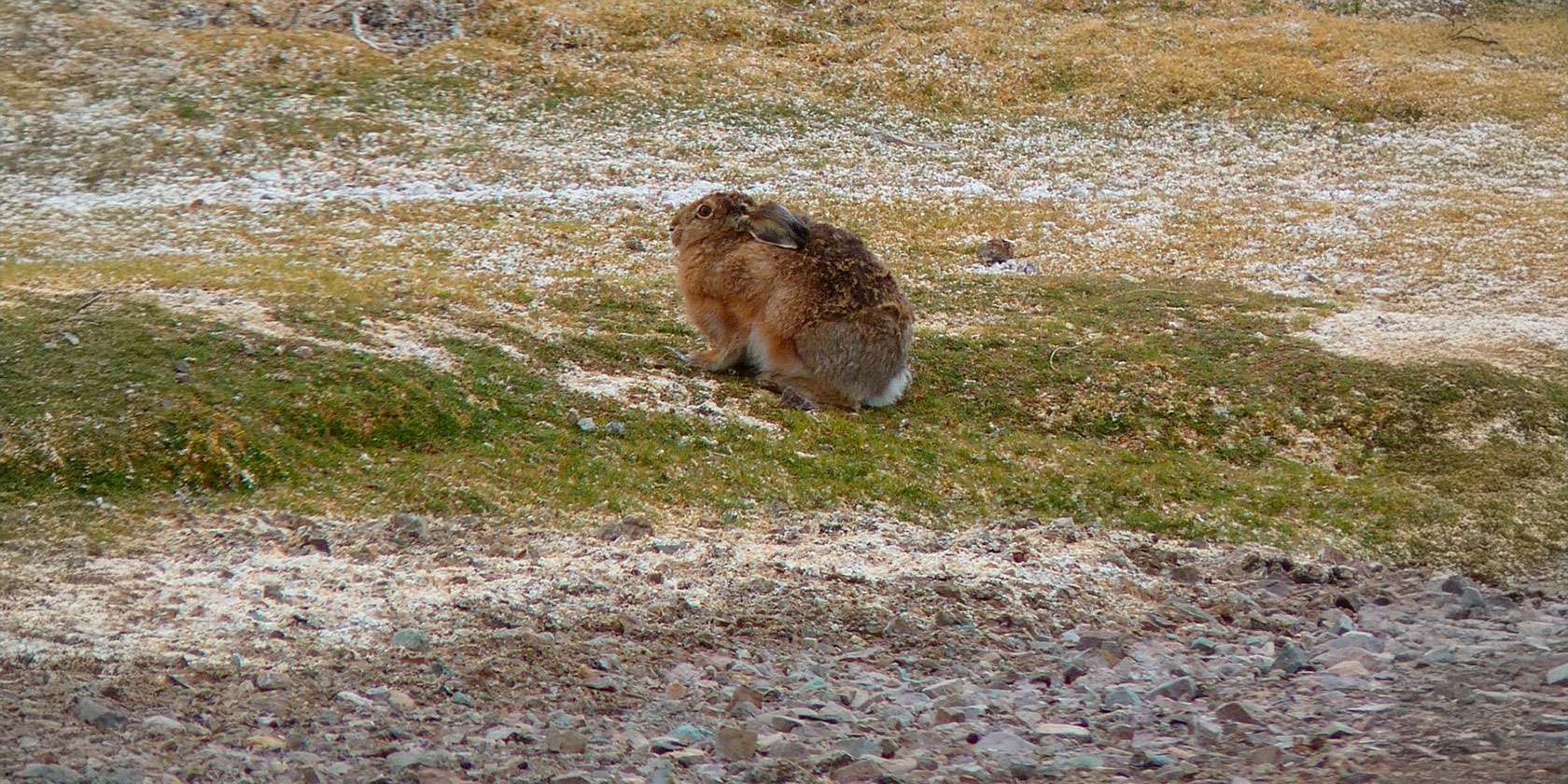 Estudio U. de Chile alerta sobre invasión de liebre europea en el Desierto de Atacama