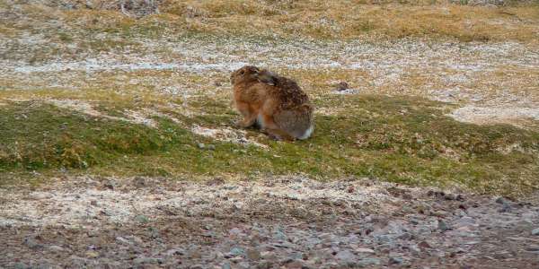 Estudio U. de Chile alerta sobre invasión de liebre europea en el Desierto de Atacama